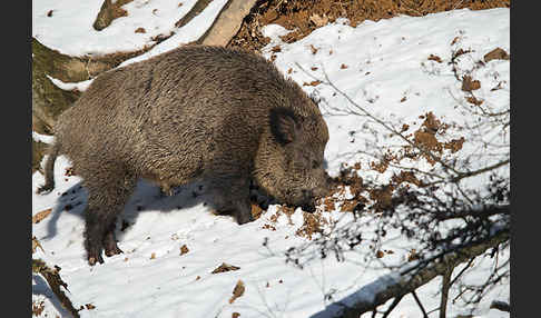 Schwarzwild (Sus scrofa)