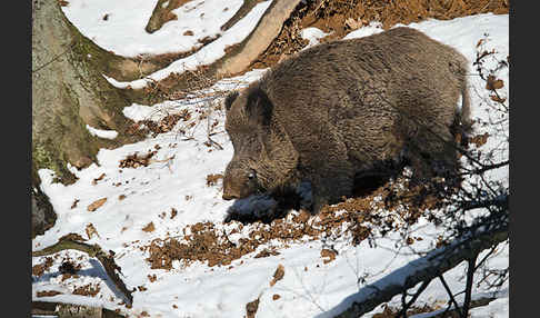 Schwarzwild (Sus scrofa)