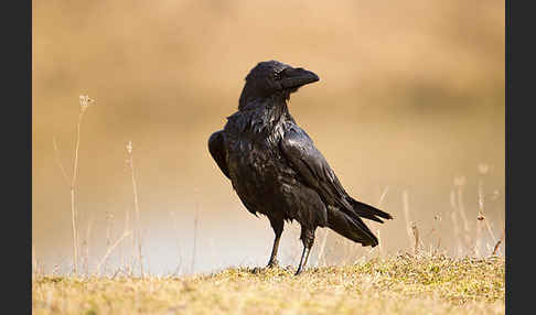 Kolkrabe (Corvus corax)