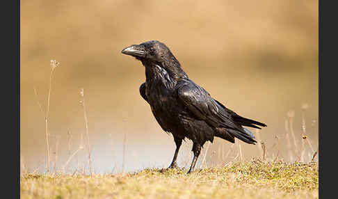 Kolkrabe (Corvus corax)