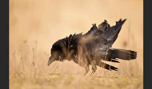 Kolkrabe (Corvus corax)