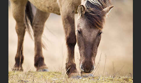 Konik (Equus caballus sspec.)