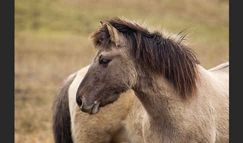 Konik (Equus caballus sspec.)