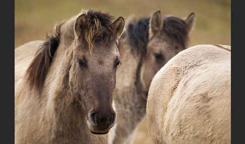 Konik (Equus caballus sspec.)