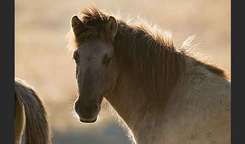 Konik (Equus caballus sspec.)