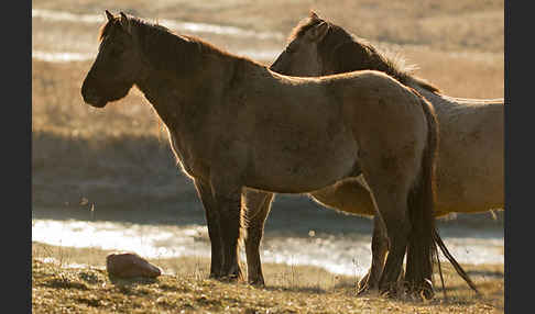 Konik (Equus caballus sspec.)