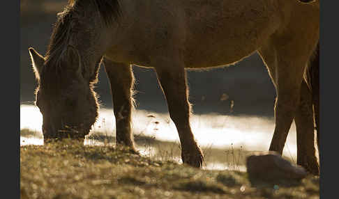 Konik (Equus caballus sspec.)