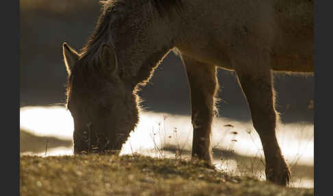 Konik (Equus caballus sspec.)