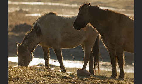 Konik (Equus caballus sspec.)