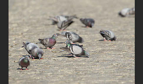 Haustaube (Columba livia domestica)