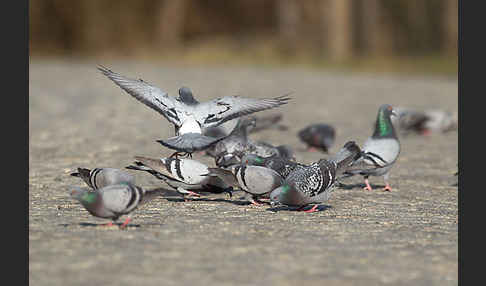 Haustaube (Columba livia domestica)