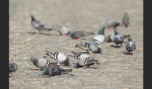 Haustaube (Columba livia domestica)