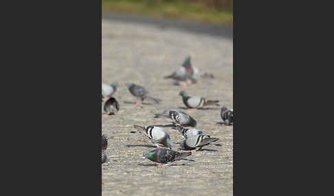 Haustaube (Columba livia domestica)