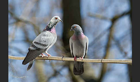 Haustaube (Columba livia domestica)