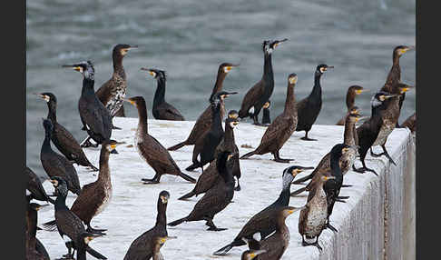 Kormoran (Phalacrocorax carbo)