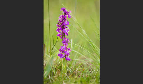 Kleines Knabenkraut (Orchis morio)