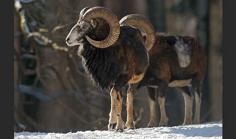 Muffelwild (Ovis ammon musimon)