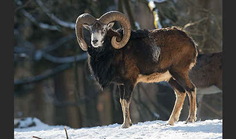 Muffelwild (Ovis ammon musimon)