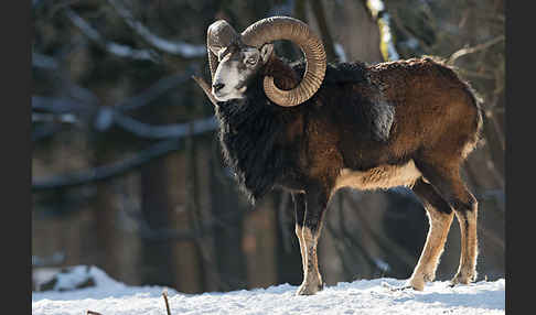 Muffelwild (Ovis ammon musimon)