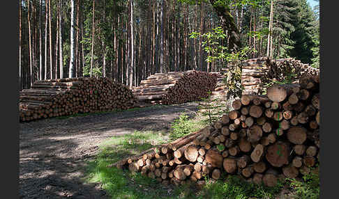 Intensive Forstwirtschaft (intensive forestry)