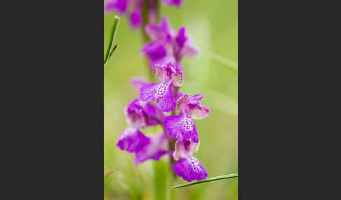 Kleines Knabenkraut (Orchis morio)