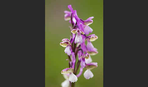 Kleines Knabenkraut (Orchis morio)