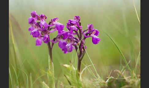 Kleines Knabenkraut (Orchis morio)