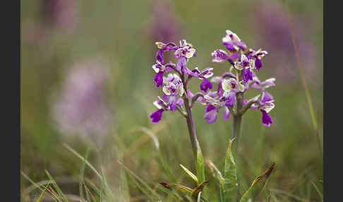 Kleines Knabenkraut (Orchis morio)