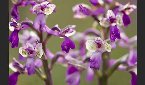 Kleines Knabenkraut (Orchis morio)