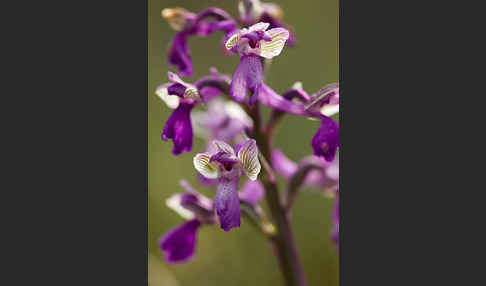 Kleines Knabenkraut (Orchis morio)