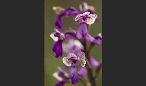 Kleines Knabenkraut (Orchis morio)