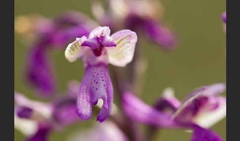 Kleines Knabenkraut (Orchis morio)