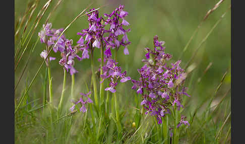 Kleines Knabenkraut (Orchis morio)