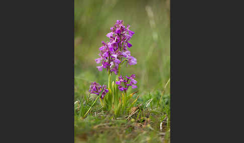 Kleines Knabenkraut (Orchis morio)