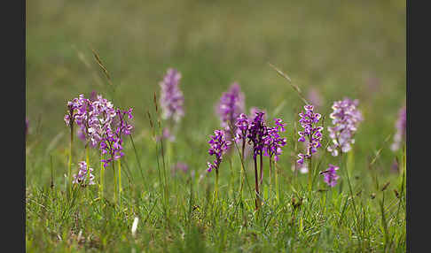 Kleines Knabenkraut (Orchis morio)