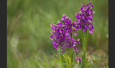 Kleines Knabenkraut (Orchis morio)