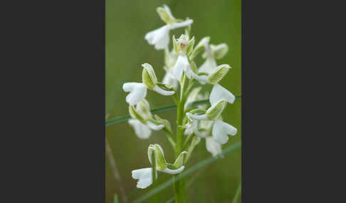 Kleines Knabenkraut (Orchis morio)