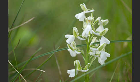 Kleines Knabenkraut (Orchis morio)