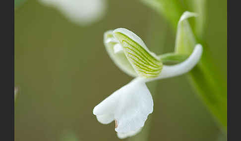 Kleines Knabenkraut (Orchis morio)