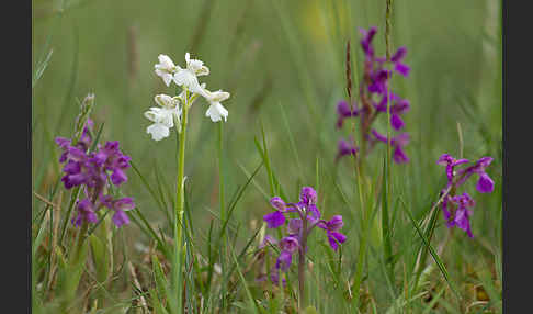 Kleines Knabenkraut (Orchis morio)