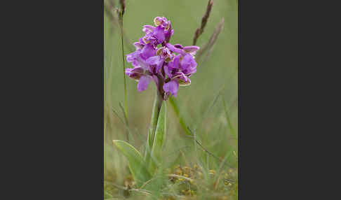 Kleines Knabenkraut (Orchis morio)