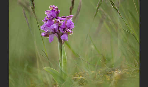 Kleines Knabenkraut (Orchis morio)