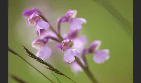 Kleines Knabenkraut (Orchis morio)