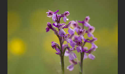 Kleines Knabenkraut (Orchis morio)