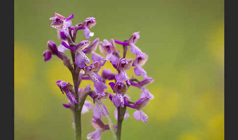 Kleines Knabenkraut (Orchis morio)