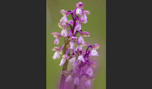 Kleines Knabenkraut (Orchis morio)