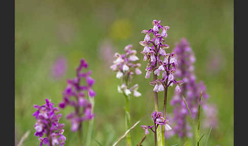 Kleines Knabenkraut (Orchis morio)