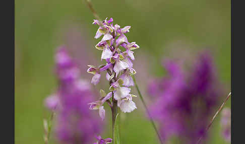 Kleines Knabenkraut (Orchis morio)