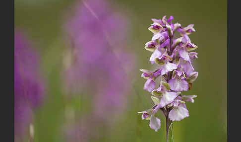 Kleines Knabenkraut (Orchis morio)