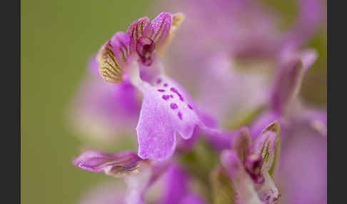 Kleines Knabenkraut (Orchis morio)